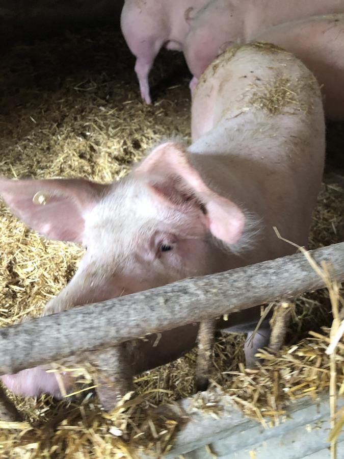Hotel Restaurant Zum Schwanen Bruchköbel Zewnętrze zdjęcie